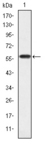 CRKL Antibody - Western blot using CRKL monoclonal antibody against human CRKL (AA: 100-303) recombinant protein. (Expected MW is 60 kDa)