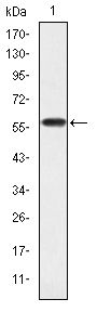CRKL Antibody - CrkL Antibody in Western Blot (WB)