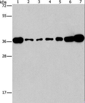 CRKL Antibody - Western blot analysis of Lovo, A431, A549, HeLa, hepG2 and Raji cell, mouse brain tissue, using CRKL Polyclonal Antibody at dilution of 1:550.
