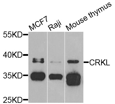 CRKL Antibody - Western blot analysis of extracts of various cells.