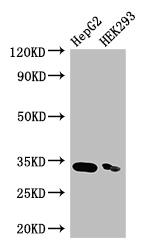 CRKL Antibody - Positive WB detected in:HepG2 whole cell lysate,HEK293 whole cell lysate;All lanes: CRKL antibody at 3.5ug/ml;Secondary;Goat polyclonal to rabbit IgG at 1/50000 dilution;Predicted band size: 34 kDa;Observed band size: 34 kDa;