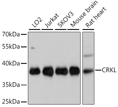CRKL Antibody - Western blot analysis of extracts of various cell lines, using CRKL Antibody at 1:1000 dilution. The secondary antibody used was an HRP Goat Anti-Rabbit IgG (H+L) at 1:10000 dilution. Lysates were loaded 25ug per lane and 3% nonfat dry milk in TBST was used for blocking. An ECL Kit was used for detection and the exposure time was 30s.