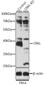 CRKL Antibody - Western blot analysis of extracts from normal (control) and CRKL knockout (KO) HeLa cells, using CRKL antibody at 1:3000 dilution. The secondary antibody used was an HRP Goat Anti-Rabbit IgG (H+L) at 1:10000 dilution. Lysates were loaded 25ug per lane and 3% nonfat dry milk in TBST was used for blocking. An ECL Kit was used for detection and the exposure time was 10s.