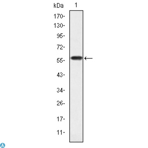 CRKL Antibody - ELISA analysis of Crk-L antibody.