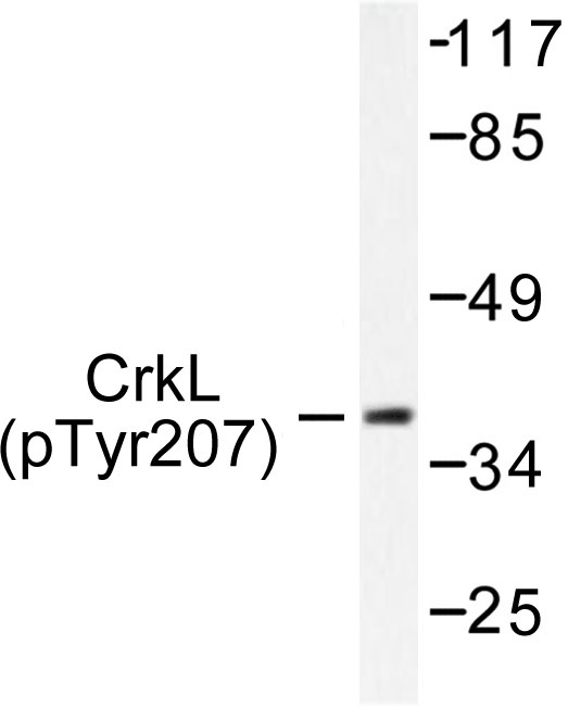 CRKL Antibody - Western blot of p-Crk-L (Y207) pAb in extracts from COS7 cells.