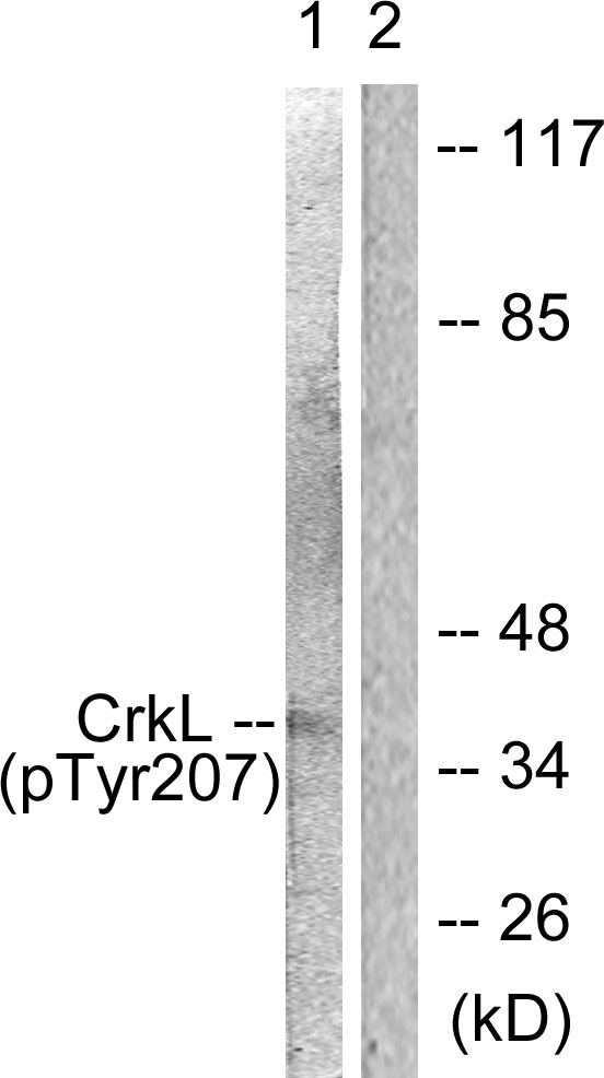 CRKL Antibody - Western blot analysis of lysates from COS7 cells, using CrkL (Phospho-Tyr207) Antibody. The lane on the right is blocked with the phospho peptide.