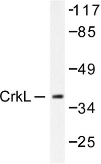 CRKL Antibody - Western blot of CrkL (P201) pAb in extracts from COS7 cells.