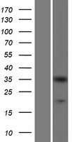 CRKL Protein - Western validation with an anti-DDK antibody * L: Control HEK293 lysate R: Over-expression lysate