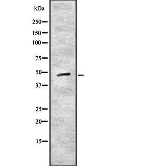 CRLF1 Antibody - Western blot analysis of CRLF1 using COS7 whole cells lysates