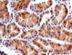 CRLF2 / TSLPR Antibody - Immunohistochemistry-Paraffin: TSLP R/CRLF2 Antibody (59N5G4) - Formalin-fixed, paraffin-embedded normal human kidney tissue stained with TSLPR antibody (5 ug/ml), peroxidase-conjugate and DAB chromogen.  This image was taken for the unconjugated form of this product. Other forms have not been tested.