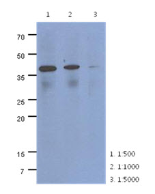 CRLF2 / TSLPR Antibody - Western Blot: The cell lysate of HeLa (40 ug) were resolved by SDS-PAGE, transferred to PVDF membrane and probed with anti-human CRLF2 antibody (1:500 ~ 1:5000). Proteins were visualized using a goat anti-mouse secondary antibody conjugated to HRP and an ECL detection system.