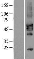 CRLF2 / TSLPR Protein - Western validation with an anti-DDK antibody * L: Control HEK293 lysate R: Over-expression lysate
