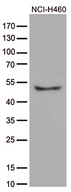 CRLF3 Antibody - Western blot analysis of extracts. (35ug) from cell line by using anti-CRLF3 monoclonal antibody. (1:500)