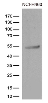 CRLF3 Antibody - Western blot analysis of extracts. (35ug) from cell lines and/or tissue lysates by using anti-CRLF3 monoclonal antibody. (1:500)