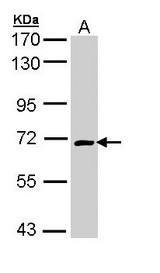 CRMP1 Antibody - Sample (30 ug of whole cell lysate). A: Hep G2. 7.5% SDS PAGE. CRMP1 antibody diluted at 1:5000