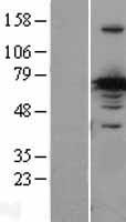 CRMP1 Protein - Western validation with an anti-DDK antibody * L: Control HEK293 lysate R: Over-expression lysate