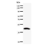 CRNKL1 Antibody - Western blot analysis of immunized recombinant protein, using anti-CRNKL1 monoclonal antibody.