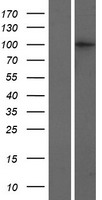 CRNKL1 Protein - Western validation with an anti-DDK antibody * L: Control HEK293 lysate R: Over-expression lysate