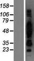 CRNN / Cornulin Protein - Western validation with an anti-DDK antibody * L: Control HEK293 lysate R: Over-expression lysate