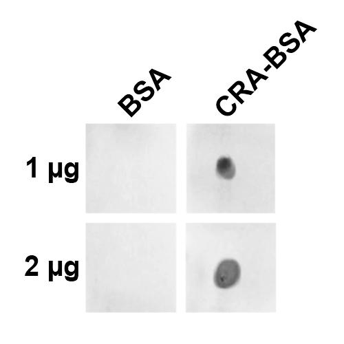 Crotonaldehyde Antibody - Dot blot analysis using Mouse Anti-Crotonaldehyde Monoclonal Antibody, Clone 2A8.1. Primary Antibody: Mouse Anti-Crotonaldehyde Monoclonal Antibody at 1:1000 for 2 hours at RT. Secondary Antibody: Goat Anti-Mouse IgG:HRP at 1:3000 for 1 hour at RT. The quantities of protein spotted on each panel are as shown.
