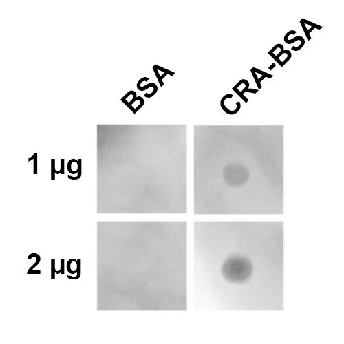 Crotonaldehyde Antibody - Dot blot analysis using Mouse Anti-Crotonaldehyde Monoclonal Antibody, Clone 2D3.1. Primary Antibody: Mouse Anti-Crotonaldehyde Monoclonal Antibody at 1:1000 for 2 hours at RT. Secondary Antibody: Goat Anti-Mouse IgG:HRP at 1:3000 for 1 hour at RT. The quantities of protein spotted on each panel are as shown.