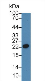 CRP / C-Reactive Protein Antibody - Western Blot; Sample: Bovine Serum; Primary Ab: 3µg/ml Rabbit Anti-Bovine CRP Antibody Second Ab: 0.2µg/mL HRP-Linked Caprine Anti-Rabbit IgG Polyclonal Antibody