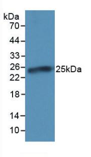 CRP / C-Reactive Protein Antibody - Western Blot; Sample: Recombinant CRP, Porcine.