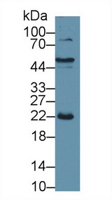 CRP / C-Reactive Protein Antibody - Western Blot; Sample: Porcine Liver lysate; Primary Ab: 1µg/ml Rabbit Anti-Porcine CRP Antibody Second Ab: 0.2µg/mL HRP-Linked Caprine Anti-Rabbit IgG Polyclonal Antibody