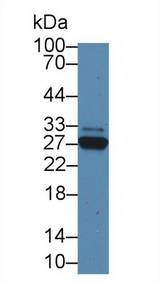 CRP / C-Reactive Protein Antibody - Western Blot; Sample: Rat Serum; Primary Ab: 2µg/mL Rabbit Anti-Cavia CRP Antibody Second Ab: 0.2µg/mL HRP-Linked Caprine Anti-Rabbit IgG Polyclonal Antibody