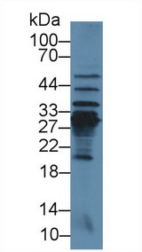 CRP / C-Reactive Protein Antibody - Western Blot; Sample: Mouse Liver lysate; Primary Ab: 3µg/ml Rabbit Anti-Rat CRP Antibody Second Ab: 0.2µg/mL HRP-Linked Caprine Anti-Rabbit IgG Polyclonal Antibody