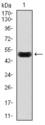 CRP / C-Reactive Protein Antibody - Western blot using CRP monoclonal antibody against human CRP recombinant protein. ( AA: 1-224, Expected MW is 51 kDa)