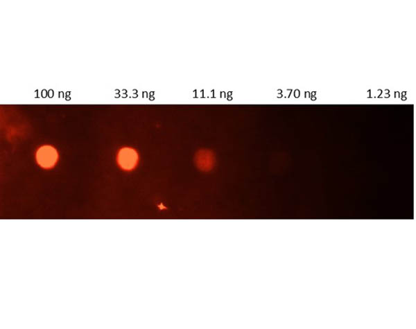 CRP / C-Reactive Protein Antibody - Dot Blot of Goat Anti-Human CRP Antibody FITC. Lane 1: 100ng. Lane 2: 33.3ng. Lane 3: 11.1ng. Lane 4: 3.7ng. Lane 5: 1.23ng. Secondary Antibody: 209-1232 Gt-a-hu CRP Fluorescein 1:1000. Blocking Buffer: MB-073 for 1 hour RT.