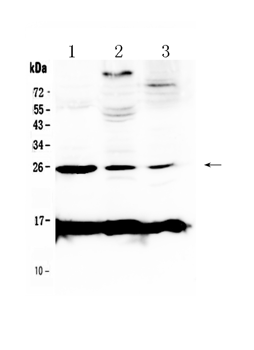 CRP / C-Reactive Protein Antibody - Western blot - Anti-Crp/C Reactive Protein Picoband Antibody