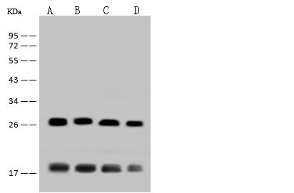 CRP / C-Reactive Protein Antibody - Anti-CRP rabbit polyclonal antibody at 1:500 dilution. Lane A: HepG2 Whole Cell Lysate. Lane B: SH-SY5Y Whole Cell Lysate. Lane C: Jurkat Whole Cell Lysate. Lane D: HeLa Whole Cell Lysate. Lysates/proteins at 30 ug per lane. Secondary: Goat Anti-Rabbit IgG (H+L)/HRP at 1/10000 dilution. Developed using the ECL technique. Performed under reducing conditions. Predicted band size: 25 kDa. Observed band size: 27 kDa.