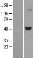 CRTAP Protein - Western validation with an anti-DDK antibody * L: Control HEK293 lysate R: Over-expression lysate