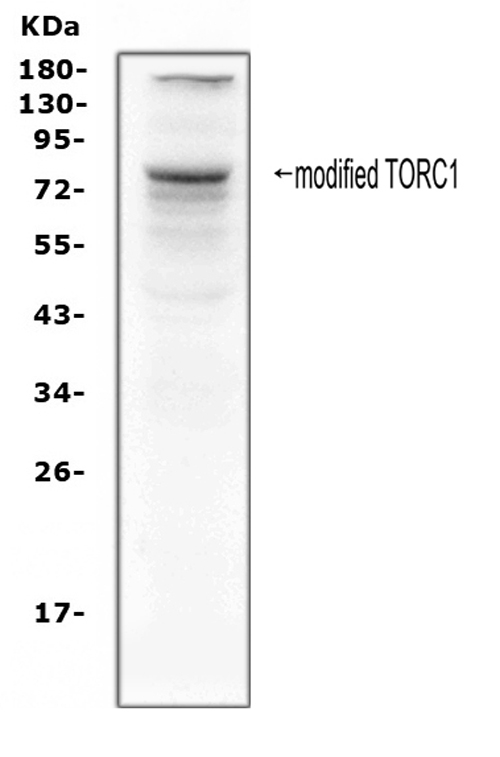 CRTC1 / MECT1 / TORC1 Antibody - Western blot analysis of TORC1 using anti-TORC1 antibody. Electrophoresis was performed on a 5-20% SDS-PAGE gel at 70V (Stacking gel) / 90V (Resolving gel) for 2-3 hours. The sample well of each lane was loaded with 50ug of sample under reducing conditions. Lane 1: human Hela whole cell lysates. After Electrophoresis, proteins were transferred to a Nitrocellulose membrane at 150mA for 50-90 minutes. Blocked the membrane with 5% Non-fat Milk/ TBS for 1.5 hour at RT. The membrane was incubated with rabbit anti-TORC1 antigen affinity purified polyclonal antibody at 0.5 µg/mL overnight at 4°C, then washed with TBS-0.1% Tween 3 times with 5 minutes each and probed with a goat anti-rabbit IgG-HRP secondary antibody at a dilution of 1:10000 for 1.5 hour at RT. The signal is developed using an Enhanced Chemiluminescent detection (ECL) kit with Tanon 5200 system. A specific band was detected for TORC1 at approximately 78KD. The expected band size for TORC1 is at 67KD.
