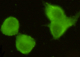 CRTC1 / MECT1 / TORC1 Antibody - Immunocytochemistry stain of HeLa using MECT1 / Torc1 mouse monoclonal antibody (1:300).