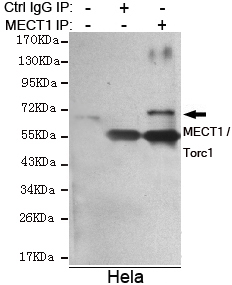 CRTC1 / MECT1 / TORC1 Antibody - Immunoprecipitation analysis of HeLa cell lysate using MECT1 / Torc1 mouse monoclonal antibody.