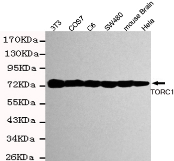 CRTC1 / MECT1 / TORC1 Antibody - Western blot detection of TORC1 in HeLa, mouse brain, SW480, COS7, C6 and 3T3 cell lysates using TORC1 mouse monoclonal antibody (1:2000 dilution). Predicted band size: 78KDa. Observed band size:78KDa.