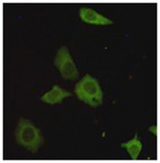 CRTC1 / MECT1 / TORC1 Antibody - Immunocytochemistry staining of HeLa cells fixed with 4% Paraformaldehyde and using TORC1 mouse monoclonal antibody (dilution 1:200).