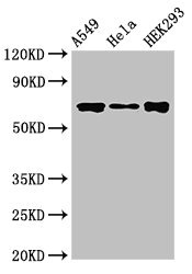 CRTC1 / MECT1 / TORC1 Antibody - Western Blot Positive WB detected in: A549 whole cell lysate, Hela whole cell lysate, HEK293 whole cell lysate All lanes: CRTC1 antibody at 3.5µg/ml Secondary Goat polyclonal to rabbit IgG at 1/50000 dilution Predicted band size: 68, 69, 63 kDa Observed band size: 68 kDa
