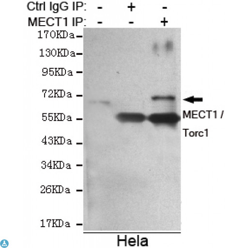 CRTC1 / MECT1 / TORC1 Antibody - Immunoprecipitation analysis of Hela cell lysate using MECT1 / Torc1 mouse mAb.