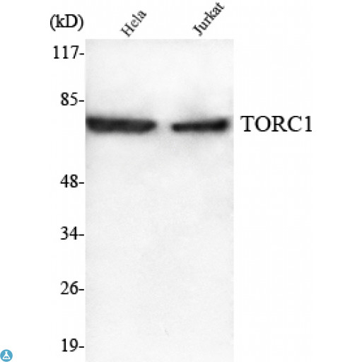 CRTC1 / MECT1 / TORC1 Antibody - Western Blot (WB) analysis using TORC1 Monoclonal Antibody against HeLa, Jurkat cell lysate.
