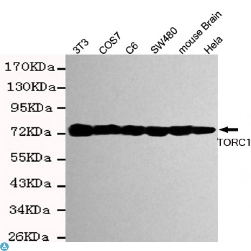 CRTC1 / MECT1 / TORC1 Antibody - Western blot detection of TORC1 in Hela, mouse brain, SW480, COS7, C6 and 3T3 cell lysates using TORC1 mouse mAb (1:2000 diluted). Predicted band size: 78KDa. Observed band size: 78KDa.