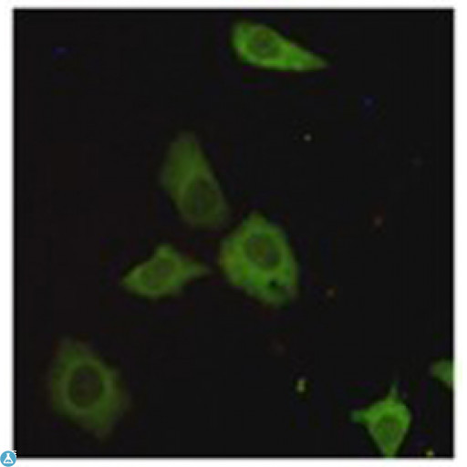 CRTC1 / MECT1 / TORC1 Antibody - Immunocytochemistry staining of HeLa cells fixed with 4% Paraformaldehyde and using TORC1 mouse mAb (dilution 1:200).