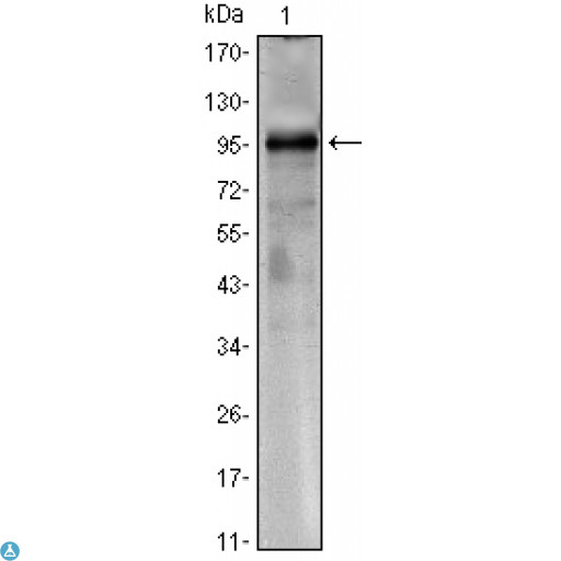 CRTC1 / MECT1 / TORC1 Antibody - Western Blot (WB) analysis using TORC1 Monoclonal Antibody against CRTC1-hIgGFc transfected HEK293 cell lysate.