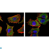 CRTC1 / MECT1 / TORC1 Antibody - Immunofluorescence (IF) analysis of U251 (left) and NTERA2 (right) cells using TORC1 Monoclonal Antibody (green). Red: Actin filaments have been labeled with DY-554 phalloidin. Blue: DRAQ5 fluorescent DNA dye.