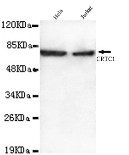 CRTC1 / MECT1 / TORC1 Antibody - CRTC1(N-terminus) antibody at 1/2500 dilution Lane1: HeLa cell lysate 40 ug/Lane Lane2: Jurkat cell lysate 40 ug/Lane Predicted band size: 69KDa Observed band size: 69KDa.