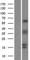 CRTC1 / MECT1 / TORC1 Protein - Western validation with an anti-DDK antibody * L: Control HEK293 lysate R: Over-expression lysate