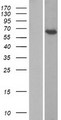 CRTC1 / MECT1 / TORC1 Protein - Western validation with an anti-DDK antibody * L: Control HEK293 lysate R: Over-expression lysate